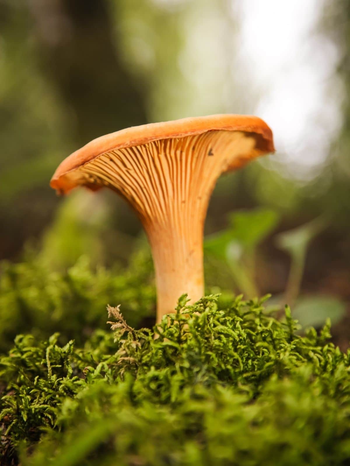 chanterelle mushroom