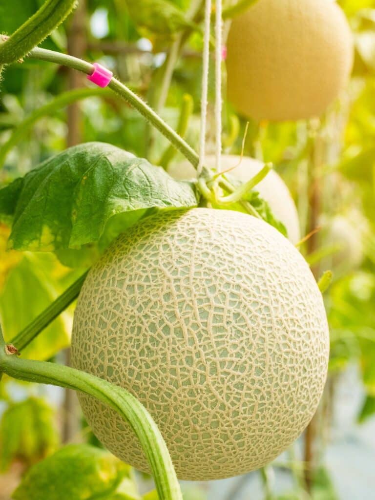 cantaloupe on a vine