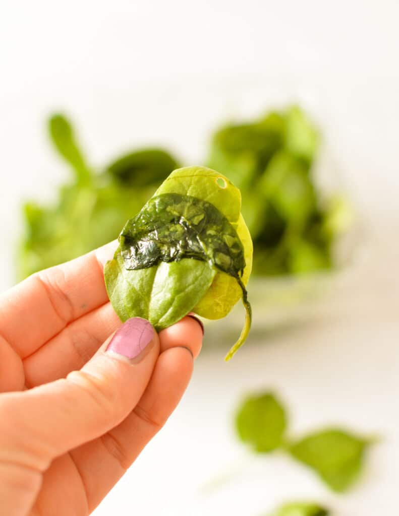 How to Tell if Spinach is Bad (& How to Prevent it!) caramel and cashews