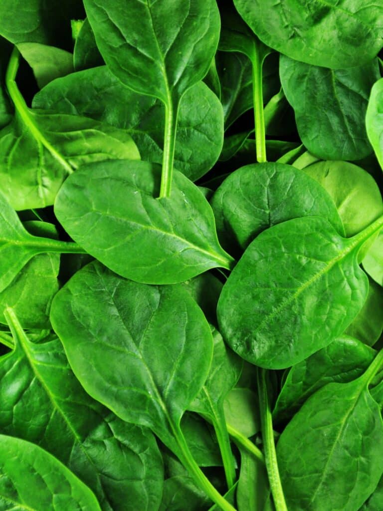 How to Tell if Spinach is Bad (& How to Prevent it!) - caramel and cashews